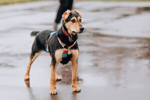 Собаки и кошки в добрые руки