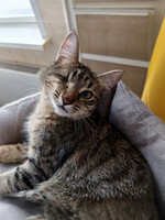 Собаки и кошки в добрые руки