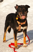 Собаки и кошки в добрые руки