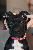 Собаки и кошки в добрые руки