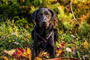 Собаки и кошки в добрые руки