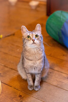 Собаки и кошки в добрые руки