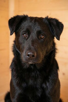 Собаки и кошки в добрые руки