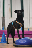 Собаки и кошки в добрые руки