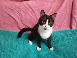 Собаки и кошки в добрые руки