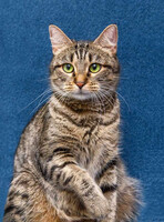 Собаки и кошки в добрые руки