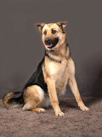 Собаки и кошки в добрые руки