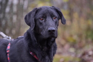 Собаки и кошки в добрые руки