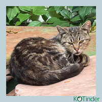 Собаки и кошки в добрые руки