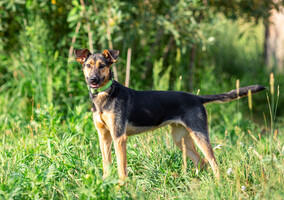 Собаки и кошки в добрые руки