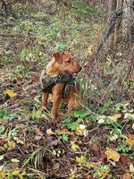 Собаки и кошки в добрые руки