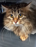 Собаки и кошки в добрые руки