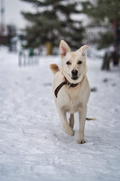 Собаки и кошки в добрые руки