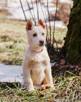 Собаки и кошки в добрые руки