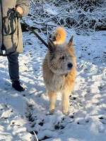 Собаки и кошки в добрые руки