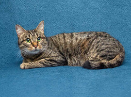 Собаки и кошки в добрые руки