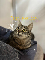 Собаки и кошки в добрые руки