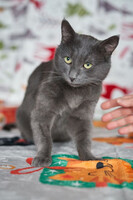 Собаки и кошки в добрые руки