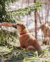 Собаки и кошки в добрые руки