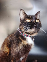 Собаки и кошки в добрые руки