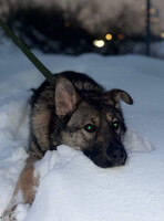 Собаки и кошки в добрые руки