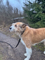 Собаки и кошки в добрые руки