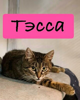 Собаки и кошки в добрые руки