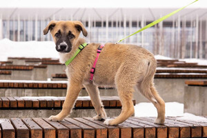 Собаки и кошки в добрые руки