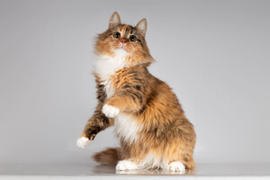 Собаки и кошки в добрые руки