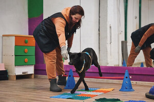 Собаки и кошки в добрые руки