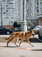 Собаки и кошки в добрые руки
