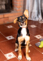 Собаки и кошки в добрые руки