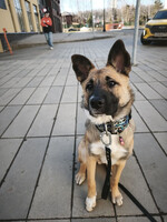 Собаки и кошки в добрые руки