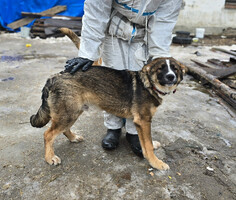 Собаки и кошки в добрые руки