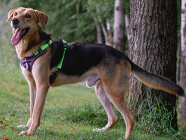 Собаки и кошки в добрые руки