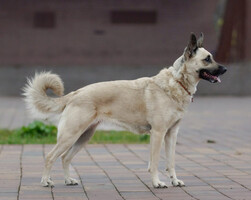 Собаки и кошки в добрые руки