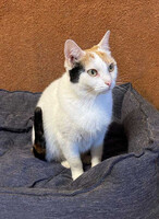 Собаки и кошки в добрые руки