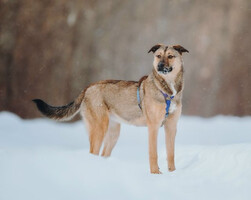 Собаки и кошки в добрые руки