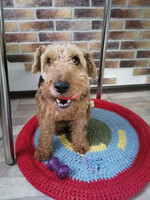 Собаки и кошки в добрые руки