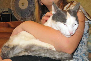 Собаки и кошки в добрые руки