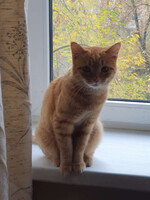 Собаки и кошки в добрые руки