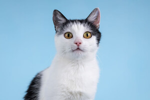 Собаки и кошки в добрые руки