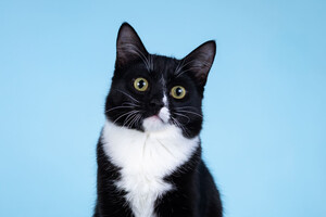 Собаки и кошки в добрые руки