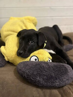 Собаки и кошки в добрые руки