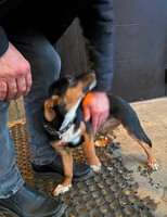 Собаки и кошки в добрые руки