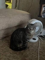 Собаки и кошки в добрые руки