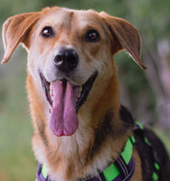 Собаки и кошки в добрые руки