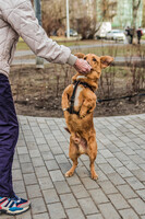 Собаки и кошки в добрые руки