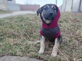 Собаки и кошки в добрые руки