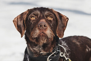 Собаки и кошки в добрые руки